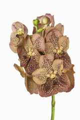 Golden cymbidium orchid or boat orchid isolated on white background