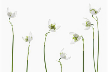 White snowdrops isolated against a white background