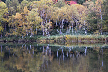 秋の高原の風景　志賀高原の紅葉