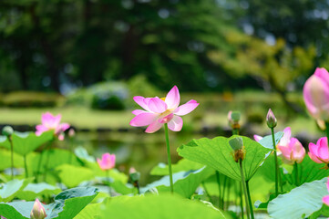 蓮池に咲くハスの花