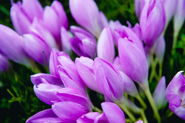 紫色の綺麗な花（コルチカム） flower