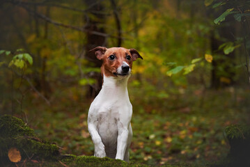 Jack Russell Terrier breed dog portrait in autumn forest