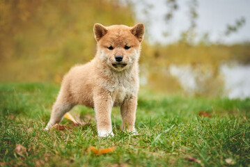 Red Shiba Inu puppy in the meadow