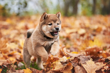 Sesame color shiba inu puppy in autumn foliage