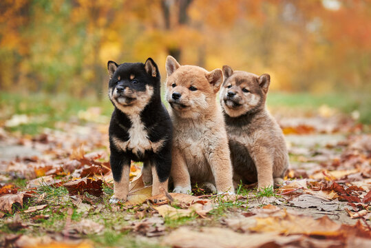 Three cute shiba inu puppies are sitting with autumn foliage