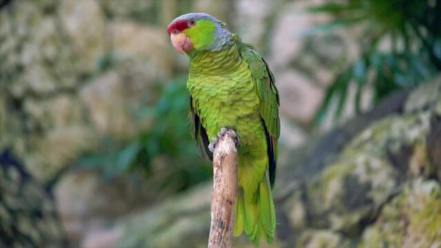Blue and Yellow parrot macaw flying 4K