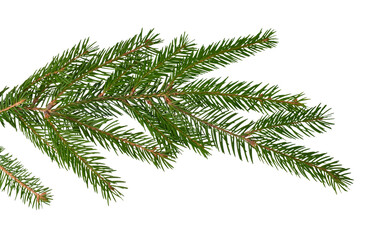 Live, natural branch of a Christmas tree on a white background for Christmas cards