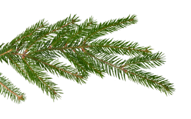 Live, natural branch of a Christmas tree on a white background for Christmas cards