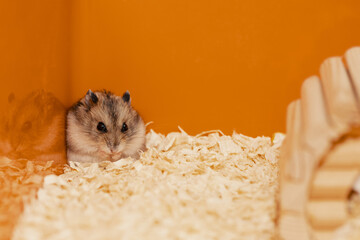 Hamster sitting on wood shavings in cage