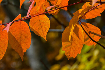 Fototapeta na wymiar 秋の訪れ　色づいた紅葉の葉っぱ