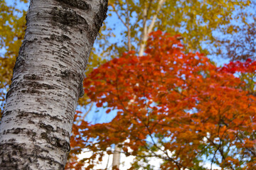秋の訪れ　色づいた紅葉の葉っぱと白樺の木