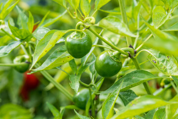 Green organic chili paper in garden. Selective focus, close up, blurry background