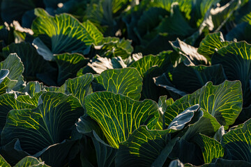 Great drawing of the leaves of white cabbage in a field against the light, Germany