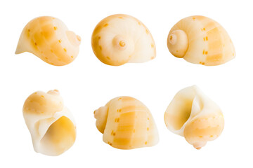 Close-up Marine sea shell isolated on white background