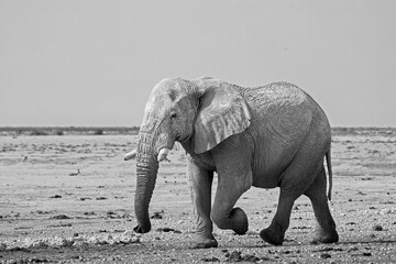 Large African Elephant walking across the African Savannah in black and white. Southern Africa