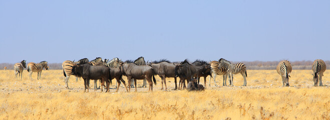 Fototapeta na wymiar Panoramic image of a large herd of Plains Zebra and Blue Wildebeest on the dry yellow african savannah in Etosha National Park, Namibia, Southern Africa