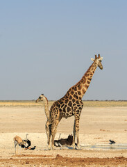Portrait view of Two Giraffe, ostriches and spring bok at a small waterhole in Etosha.  Newbrowni is a vibrant waterhole attracting lots of animals