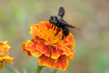 Carpenter bee landed on marigold. Blue wings and black body. Close up, selective focus, blurry background.