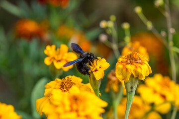 Carpenter bee landed on marigold. Blue wings and black body. Close up, selective focus, blurry background.