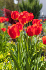 Red tulips in the garden