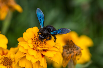 Carpenter bee landed on marigold. Blue wings and black body. Close up, selective focus, blurry background.
