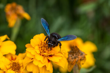 Carpenter bee landed on marigold. Blue wings and black body. Close up, selective focus, blurry background.
