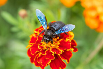 Carpenter bee landed on marigold. Blue wings and black body. Close up, selective focus, blurry background.