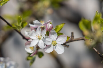 Obraz premium Apple blossoms, close-up 