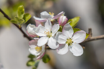 Apple blossoms, close-up
