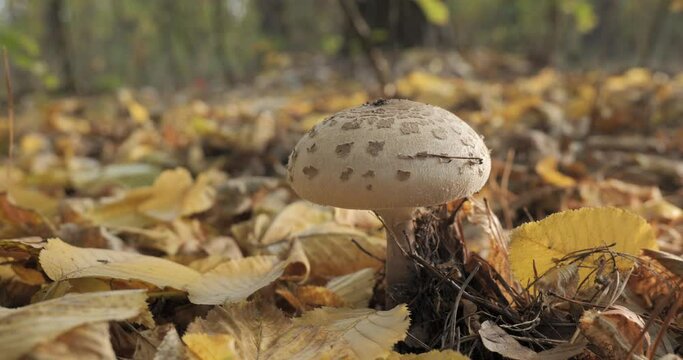 Macrolepiota procera mushroom in the forest