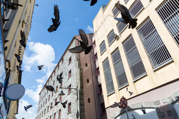 Birds fly through city