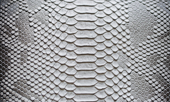 Beautiful bright python skin, reptile skin texture, multicolored close-up as a background.