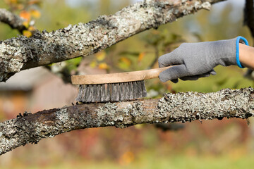 Young man hand in protective glove holding wire brush and brushing apple tree from dry lichen. Closeup. Fruit trees treatment at orchard in spring or autumn season. Garden problem and solution. - obrazy, fototapety, plakaty