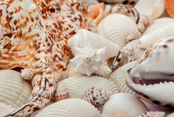 Conch Sea shells and starfish beautifully neatly laid out as a background or texture as a concept of a sea resort rest and vacation