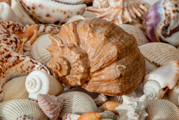 Conch Sea shells and starfish beautifully neatly laid out as a background or texture as a concept of a sea resort rest and vacation
