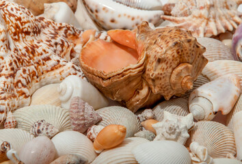 Conch Sea shells and starfish beautifully neatly laid out as a background or texture as a concept of a sea resort rest and vacation