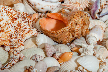 Conch Sea shells and starfish beautifully neatly laid out as a background or texture as a concept of a sea resort rest and vacation
