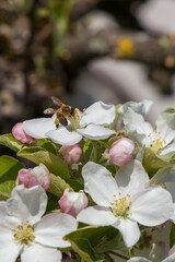 Bumblebee on apple blossoms, close-up
