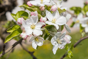 Black and red beetle in apple blossoms, close-up
