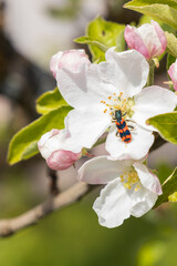 Black and red beetle in apple blossoms, close-up
