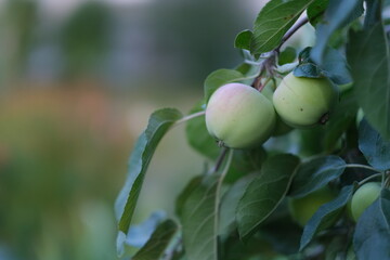 Apples on a tree branch in the evening outdoors.
