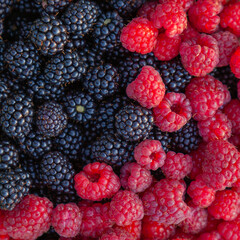 Square background of ripe raspberries and blackberries