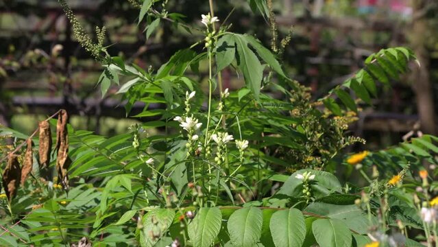  The white turtlehead (Chelone glabra)  species of plant native to North America, is a popular browse plant for deer.