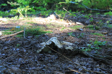 jolies champignons blancs lactaire velouté fraîchement sorti de terre, Lactarius vellereus