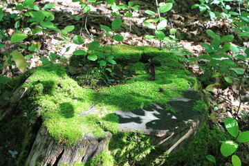 Magnifique souche recouverte de mousse dans la forêt