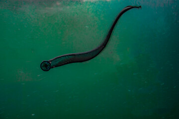 Lamprey Fish clinging or holding onto the window, as seen from the underground fish ladder. ...
