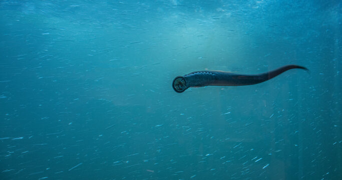 Lamprey Fish clinging or holding onto the window, as seen from the underground fish ladder.  Bonneville Dam Fish Ladder in Oregon. 