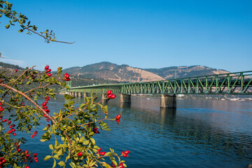 The Hood River-White Salmon Interstate Bridge, framed with red berry green brush. Bridge is seen...