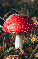 Red poisonous mushroom fly agaric in the forest. Amanita muscaria. Close-up. Selective focus.