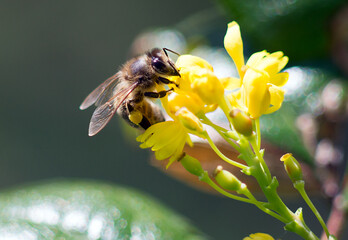 Bee in wild flower